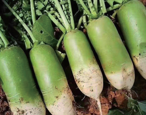 種植綠色有機(jī)蔬菜基地